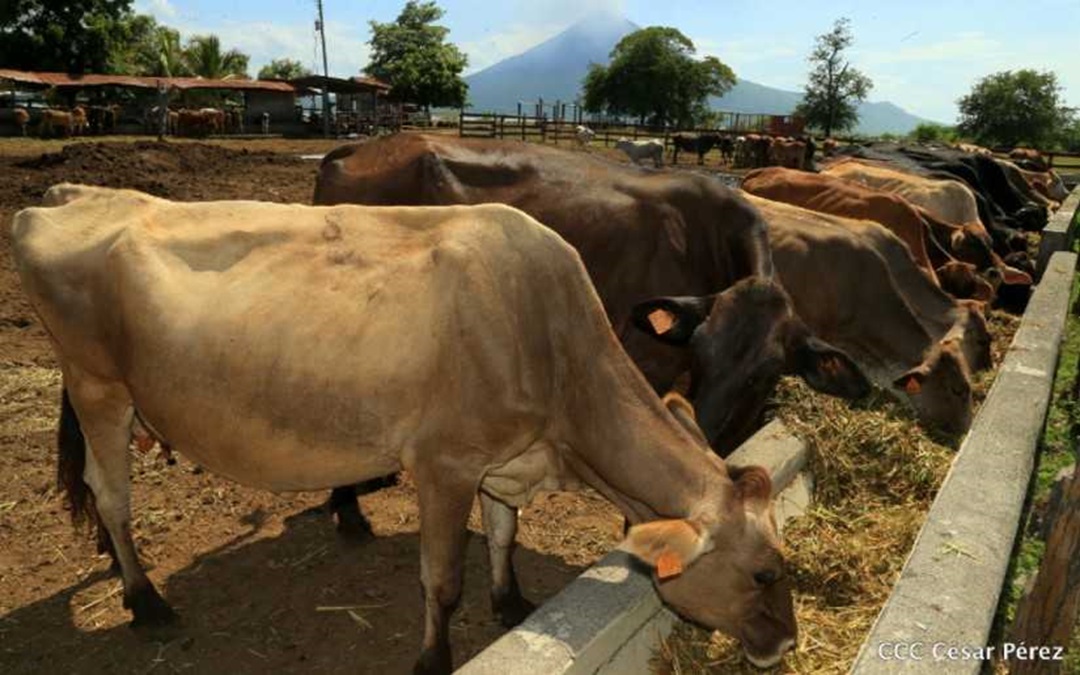 Los casos confirmados de gusano barrenador en Nicaragua se triplican en un mes