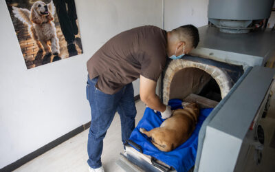 Primer crematorio para mascotas de Nicaragua