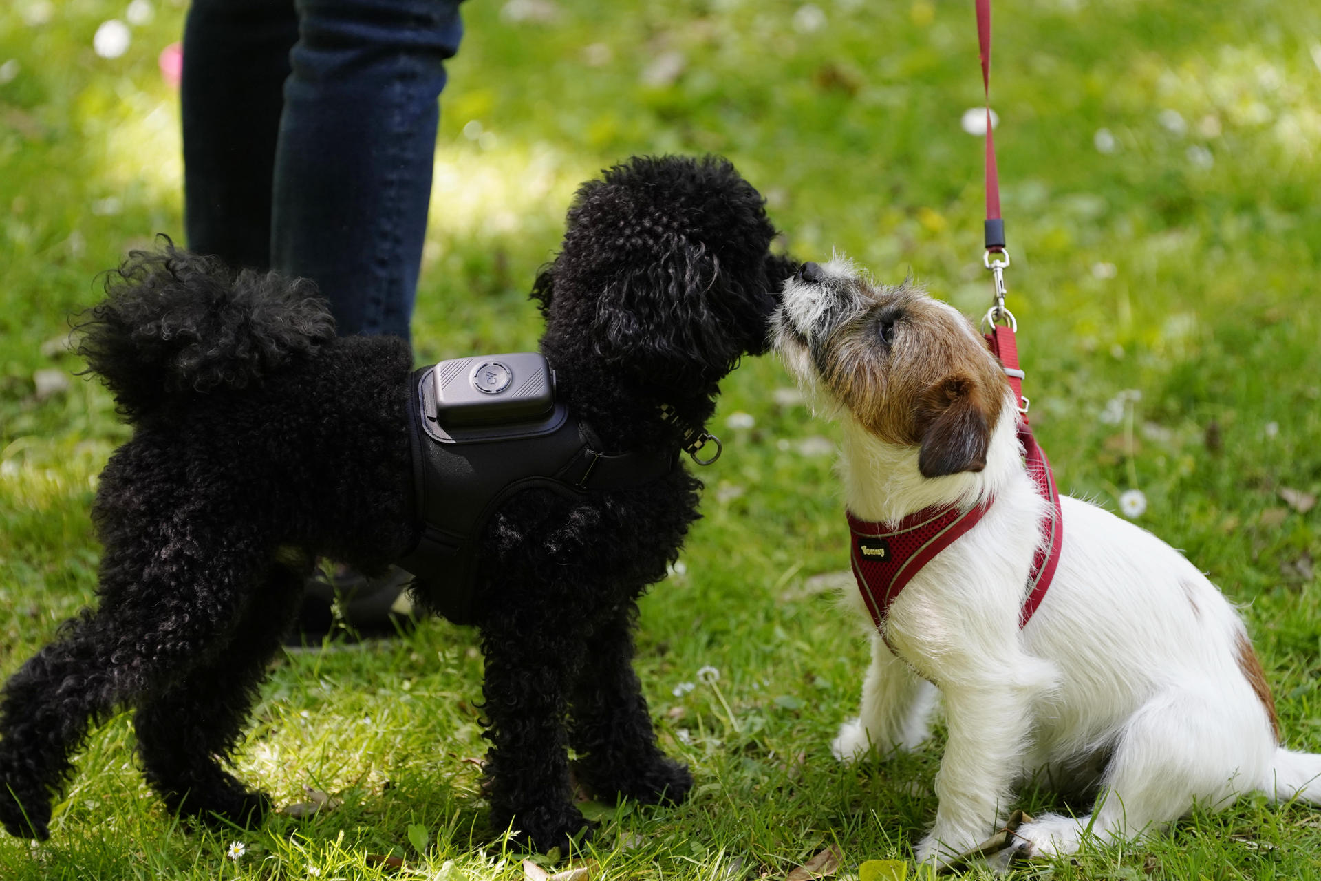 Cover image for Una aplicación española monitoriza la salud de los perros para prevenir enfermedades