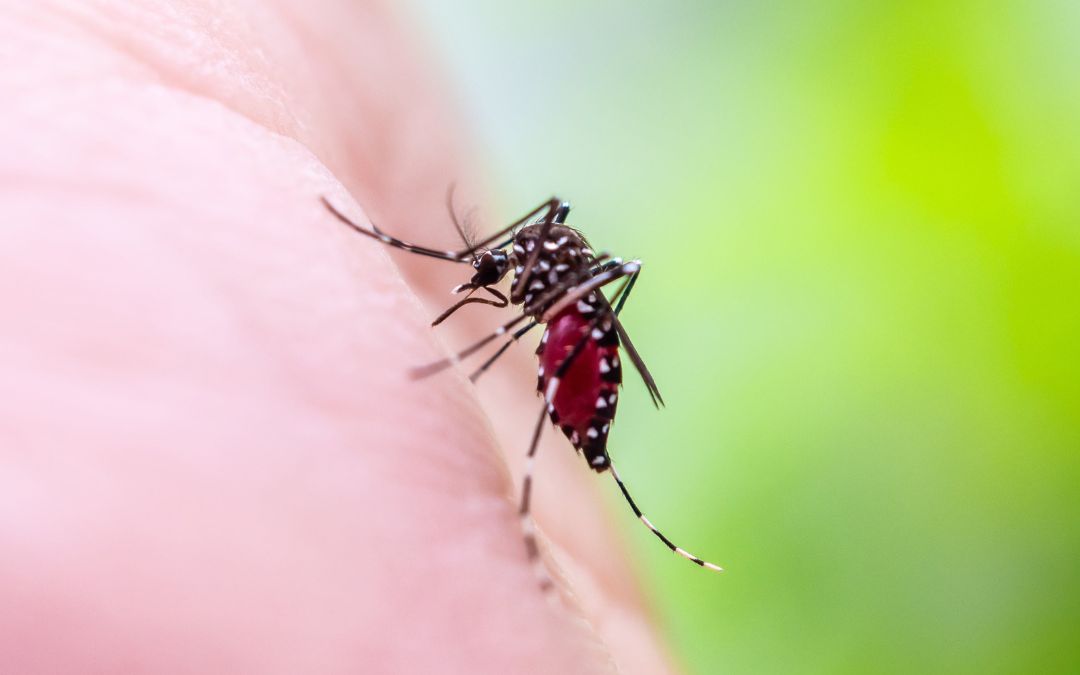 Costa Rica alerta por casos de chikungunya importados de Nicaragua
