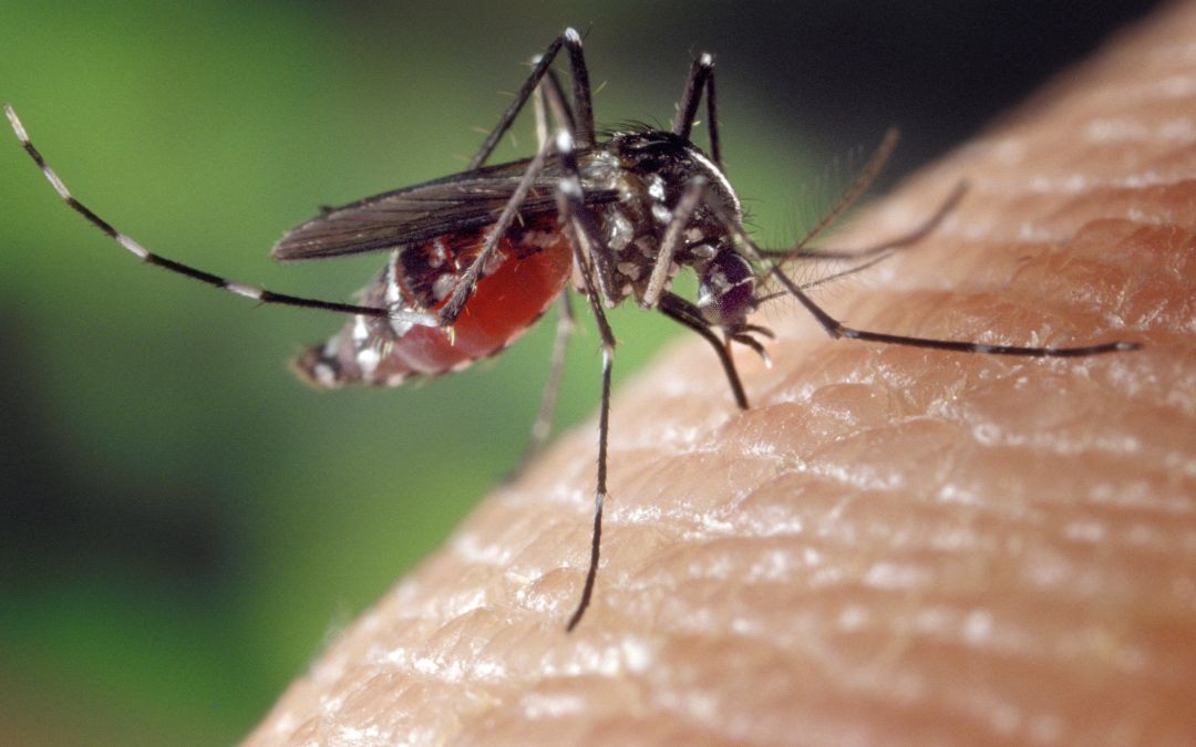 El Minsa confirma contagios de chikungunya en Nicaragua