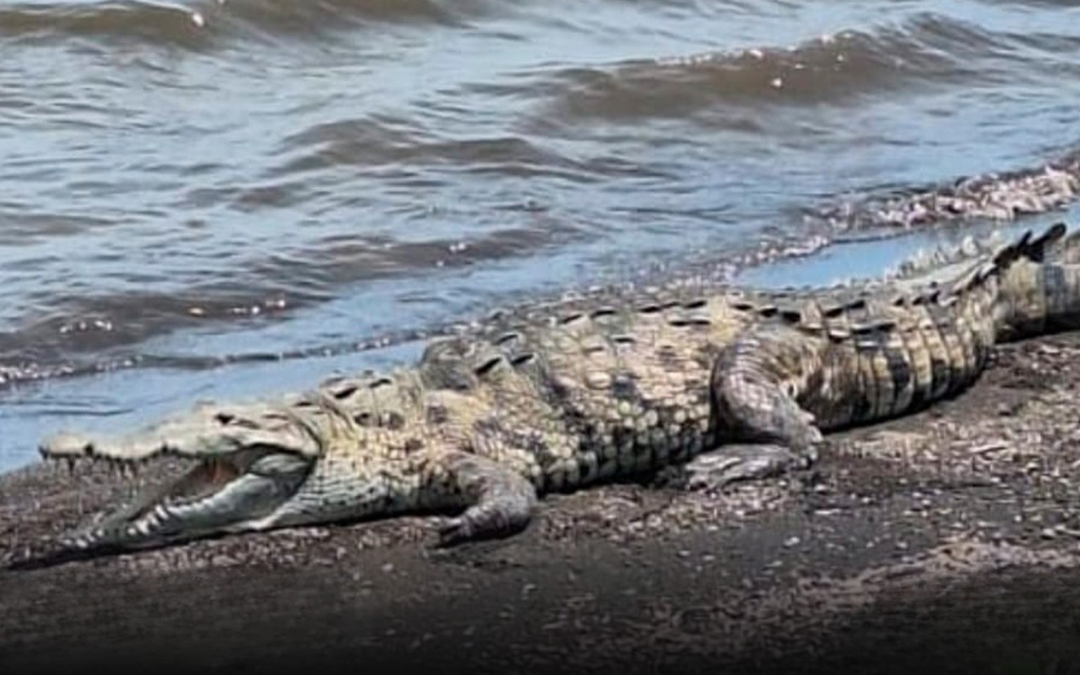 Un cocodrilo gigante enciende las alertas en la Isla de Ometepe
