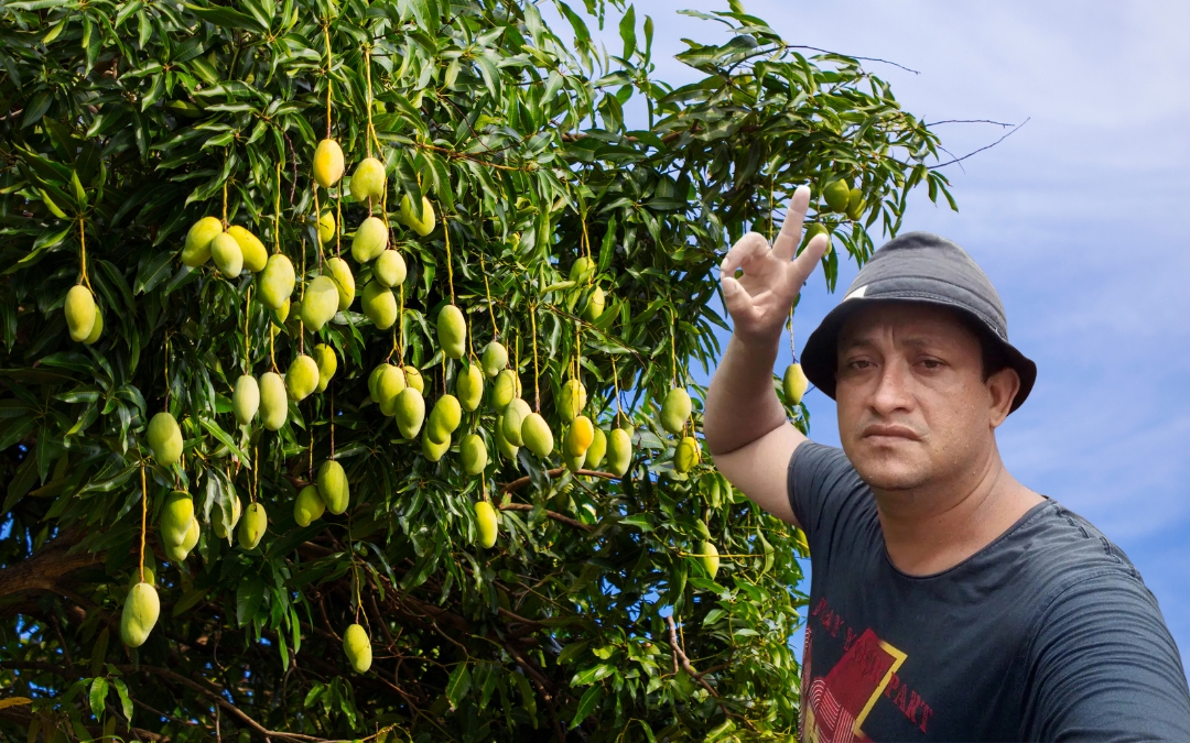 Un nicaragüense asesinado en Costa Rica por cortar mangos después de trabajar