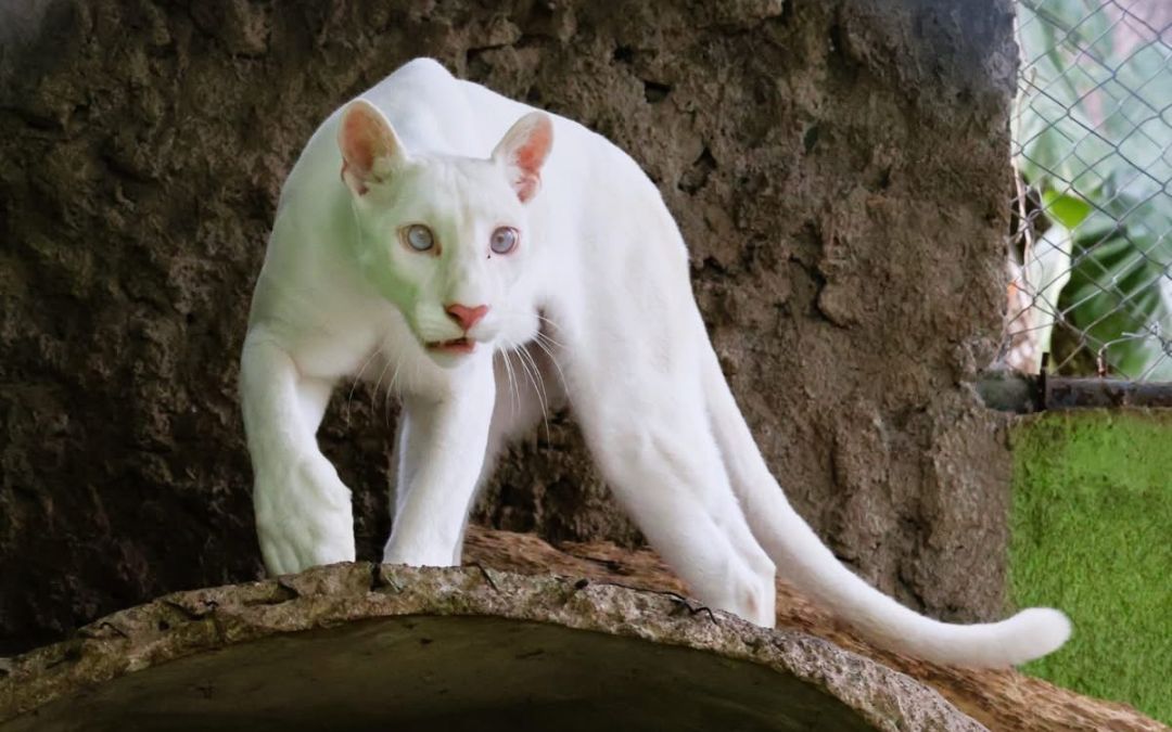 Polémica por Itzae: cuestionan delgadez de la puma albina nacida en Nicaragua